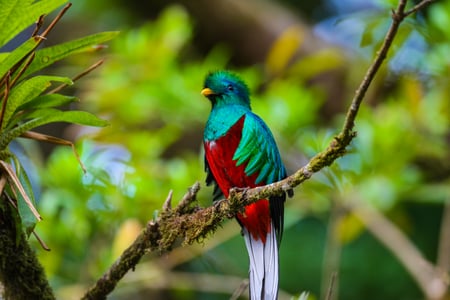 Colourful quetzal in Costa Rica