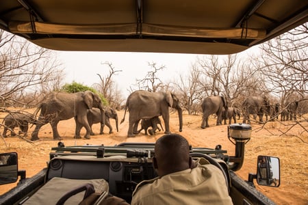 Chobe National Park i Botswana
