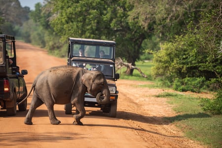På safari i Yala National Park