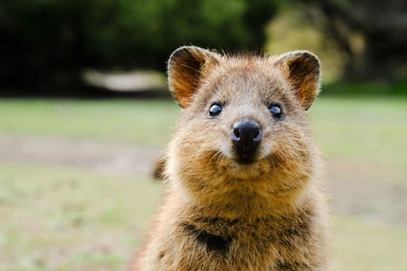 Quokka – verdens gladeste dyr
