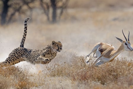 Etosha National Park, Namibia