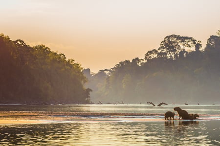 Sejl på floden i Amazonas