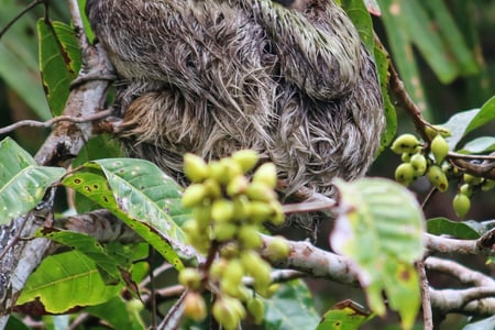 Sloth just hanging around being cute