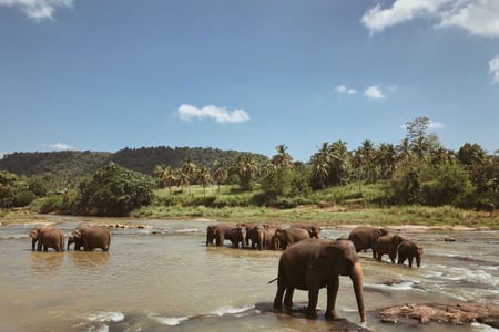 Mød badende elefanter i Sri Lanka