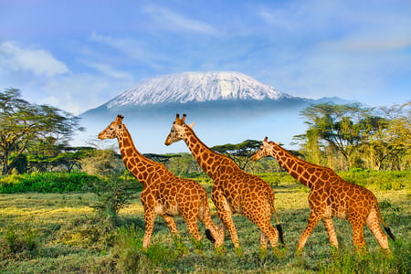 Giraffer i Amboseli foran Kilimanjaro
