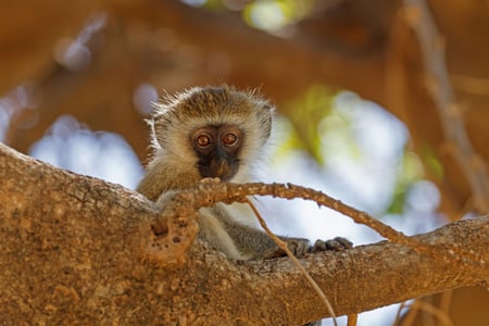 Grøn marekat i Samburu National Reserve i Kenya