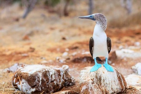Bird watching in the Galapagos