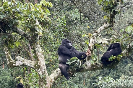 Kom nära bergsgorillor i det vilda
