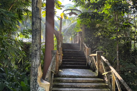 Borneo er kendt for sine frodige regnskove