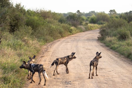 Vildhunde i Kruger National Park