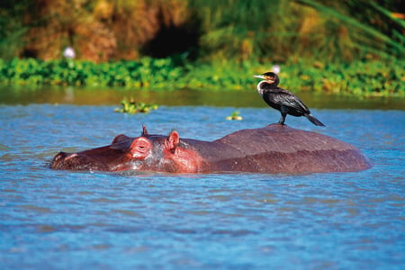 Flodheset i Lake Naivasha