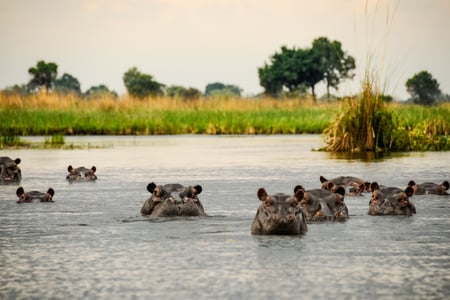 Flodheste i Okavango delta