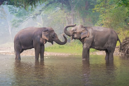 Oplev elefanterne i Chiang Mai
