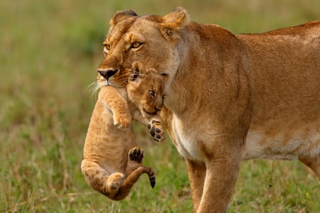 Løver i Masai Mara