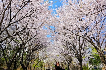 Experience the cherry blossom season in Seoul