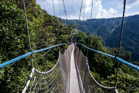 Hængebro i regnskoven Nyungwe National Park