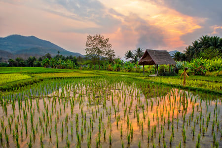 Rismarker nära Luang Prabang