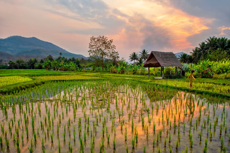 Rismarker nær Luang Prabang