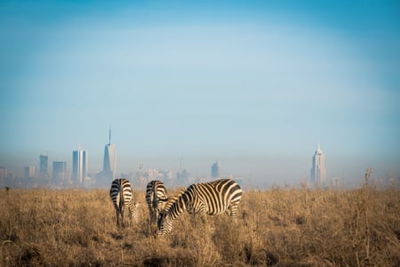 Spotting zebras by the capital: in Kenya you can