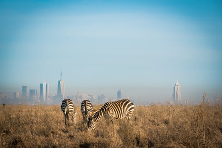 Spotting zebras by the capital: in Kenya you can