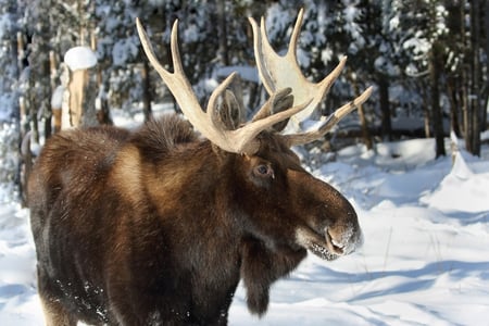 Kanske du får se kanadensisk älg i snölandskapet