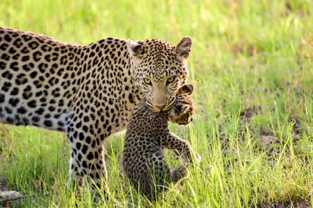 Game drive ved Kwara Camp i Okavango deltaet