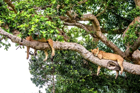 Løver i Uganda