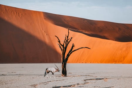 Se röda sanddyner och oryxantiloper i Namibia