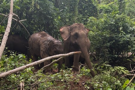 Wild elephants in Umphang