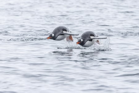 Gentoo pingviner i elegant bevægelse