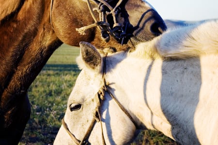 Make sure to go horse riding in Mongolia