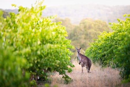 Känguru på en vingård i södra Australien