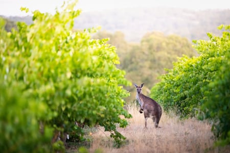 Känguru på en vingård i södra Australien