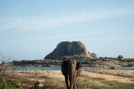Spot elephants on safari