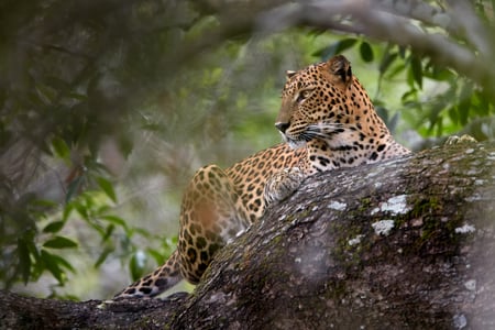 Leopard i Yala nationalpark