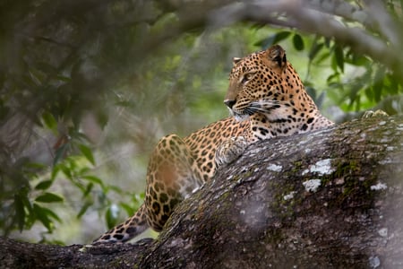 Leopard i Yala National Park