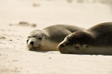 Sæler på Seal Bay på Kangaroo Island