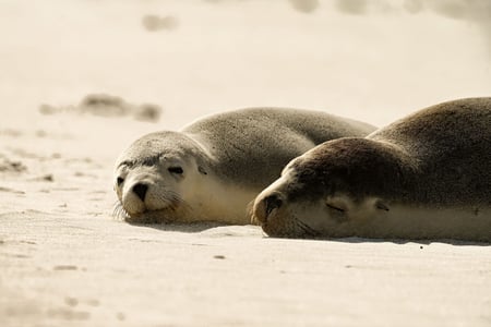 Sæler på Seal Bay på Kangaroo Island