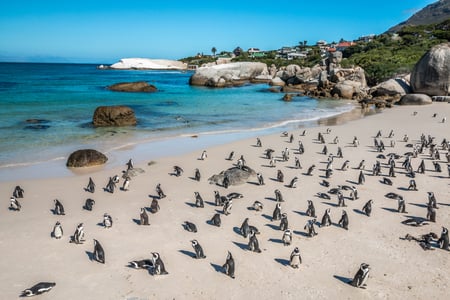 Afrikanske pingviner ved Boulders Beach