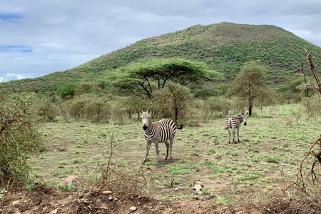 Zebraer i frodige og dramatiske Tsavo Vest