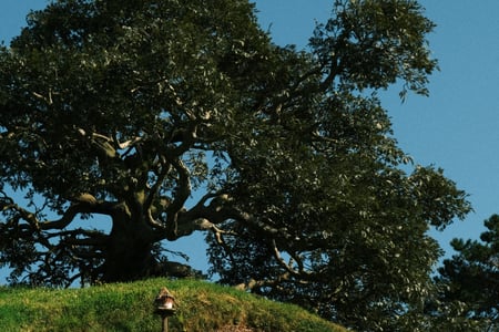 Hobbiton Movie Set