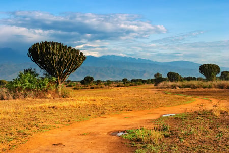 Savannah in Queen Elizabeth National Park