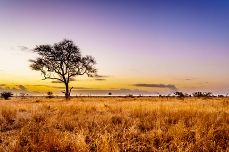 Kruger National Park