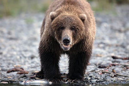 Brunbjørn i Alaska