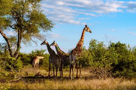 Giraffer i vejkanten i Kruger National Park