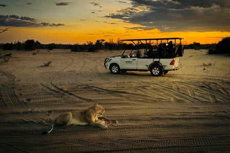 Jeep with wildlife in Zimbabwe