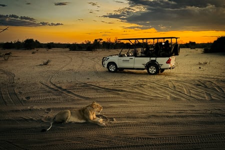 Jeep with wildlife in Zimbabwe