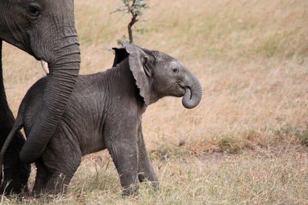 Spot elefanter i Mara Naboisho Conservancy