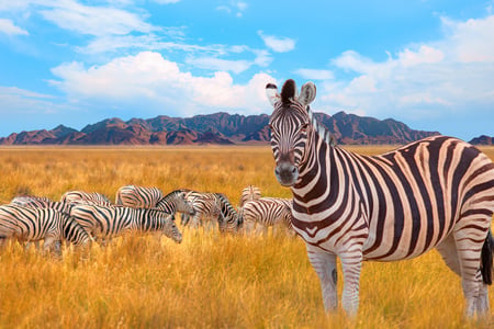 Zebror i Etosha National Park
