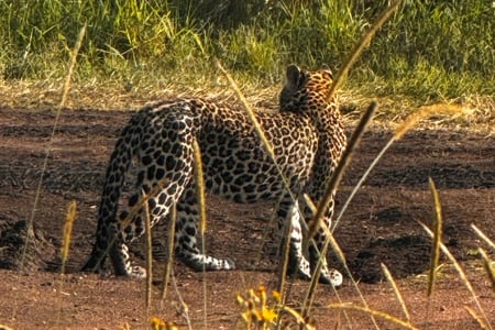 Spot wilde dieren op safari